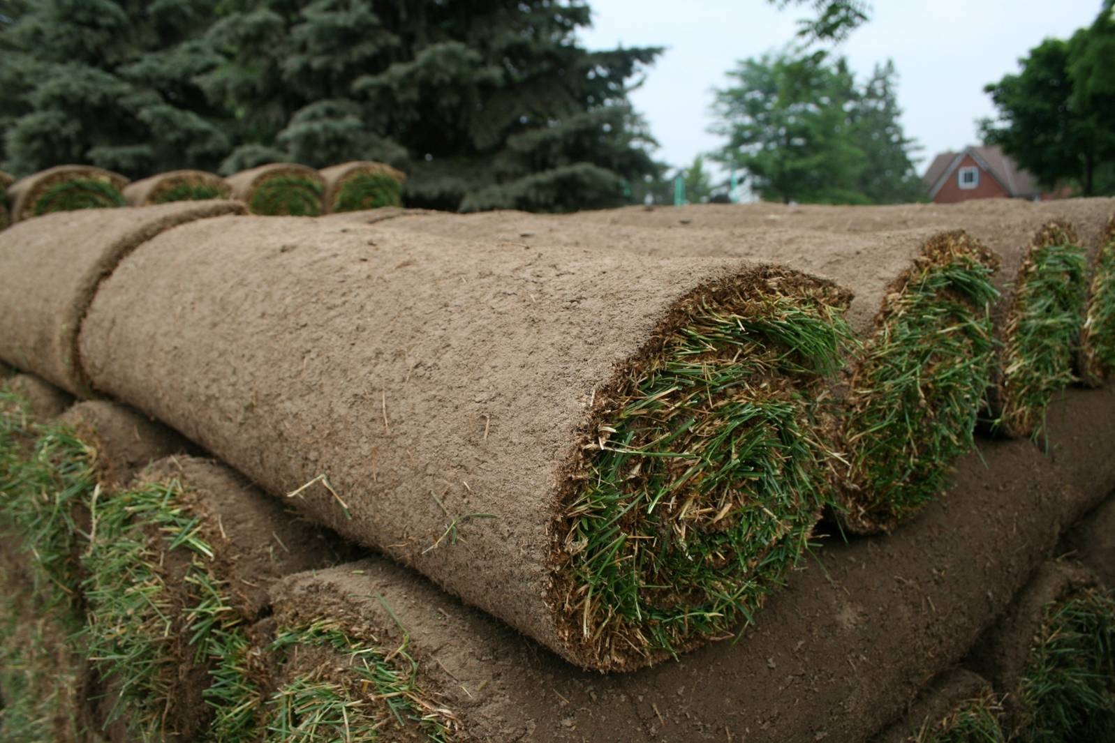 Fresh Sod Available Fairgreen Sod Farms Family Owned