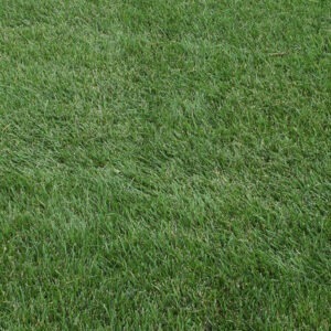A lush, green lawn with well-maintained grass blades, showing a close-up view, highlighting the texture and vibrant color of the turf.