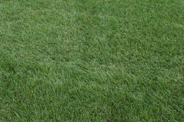 A lush, green lawn with well-maintained grass blades, showing a close-up view, highlighting the texture and vibrant color of the turf.