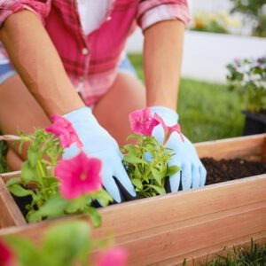 A person wearing gloves is gardening, planting pink flowers in a wooden planter box, surrounded by green grass and additional flower trays.