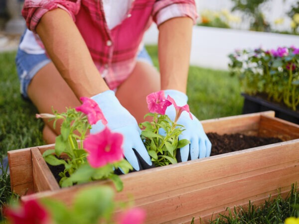 A person wearing gloves is gardening, planting pink flowers in a wooden planter box, surrounded by green grass and additional flower trays.