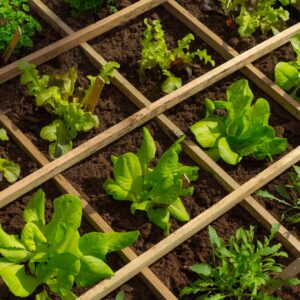 A wooden grid with thriving green lettuce and other leafy plants growing in rich soil, organized in a neat garden bed.