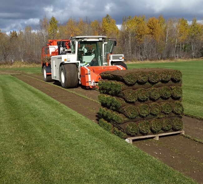 A machine harvesting rolls of new sod.