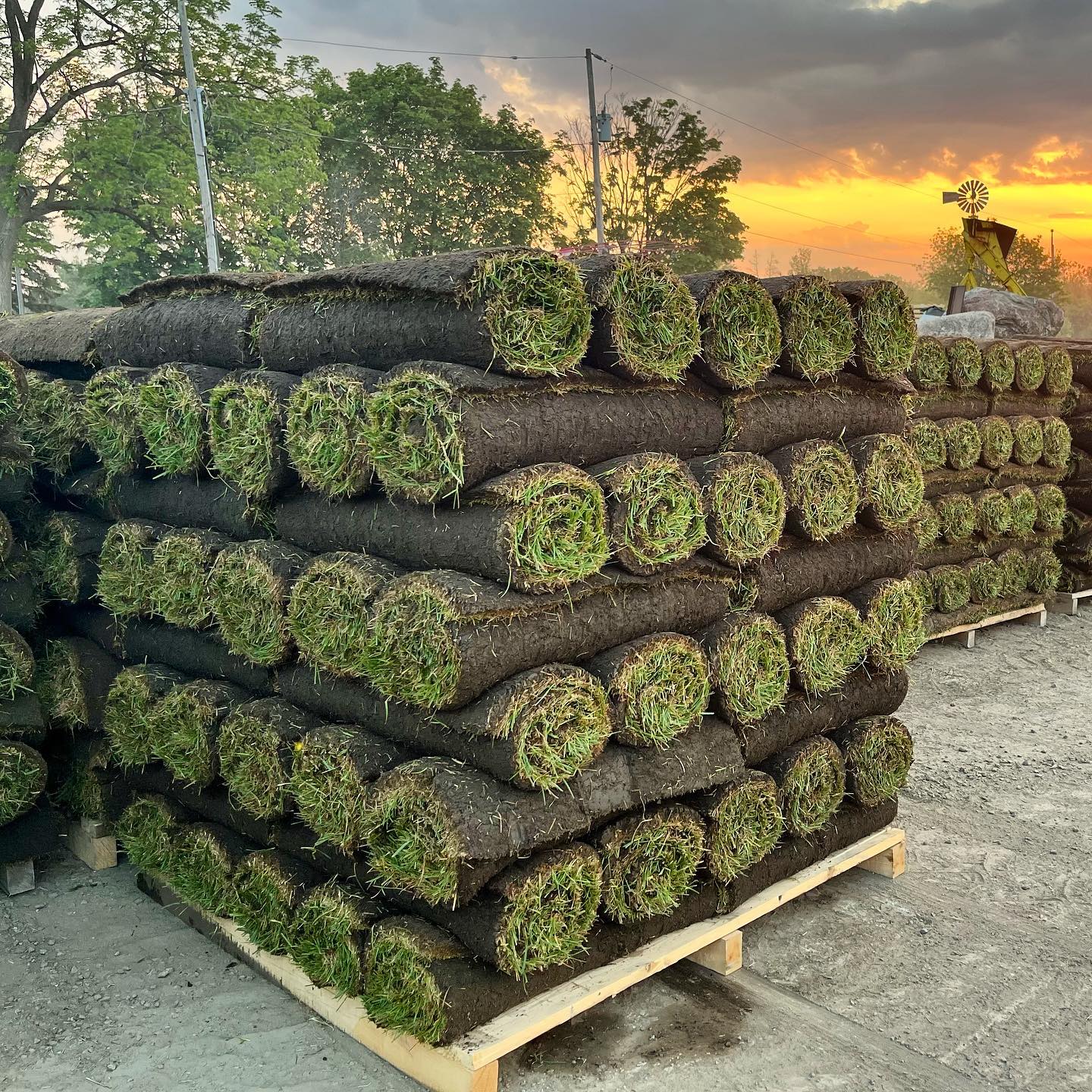 Sod rolls stacked