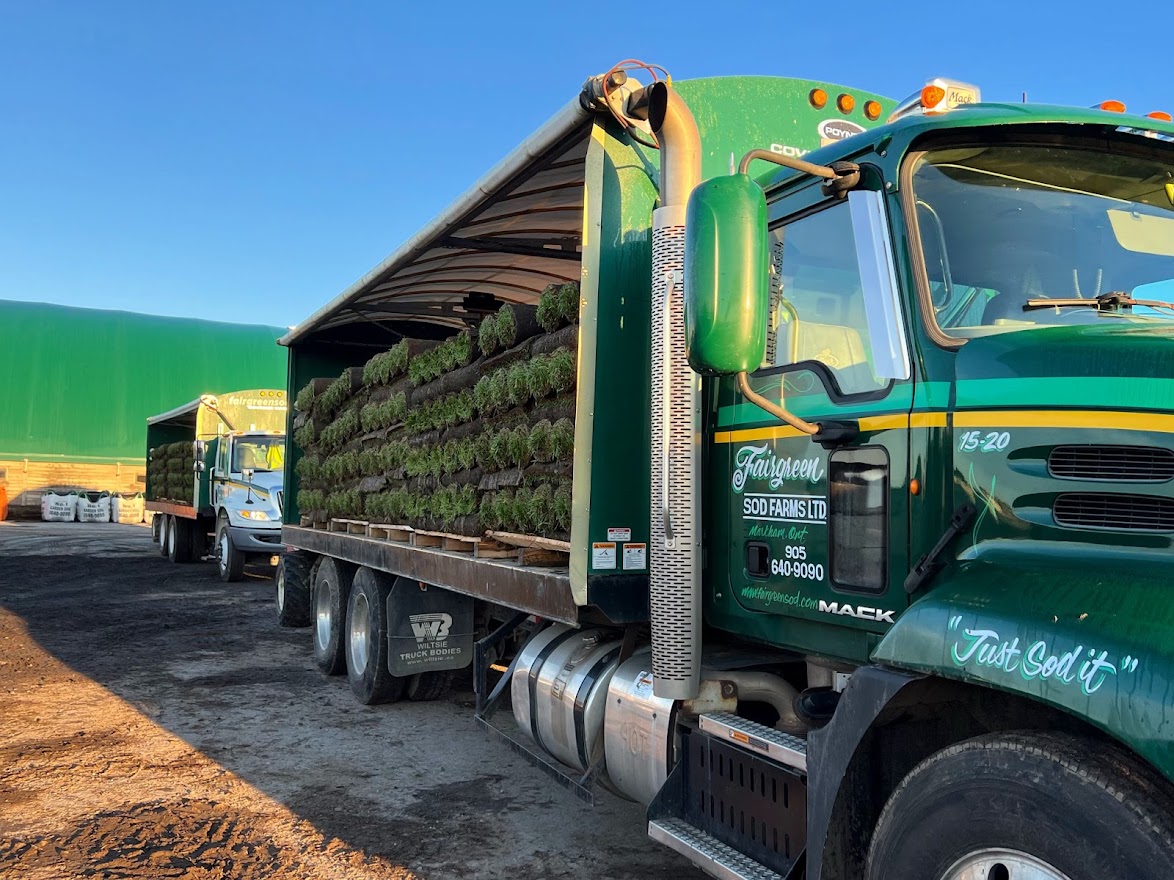 Two large green trucks loaded with rolls of grass sod parked in a yard, under a clear blue sky.