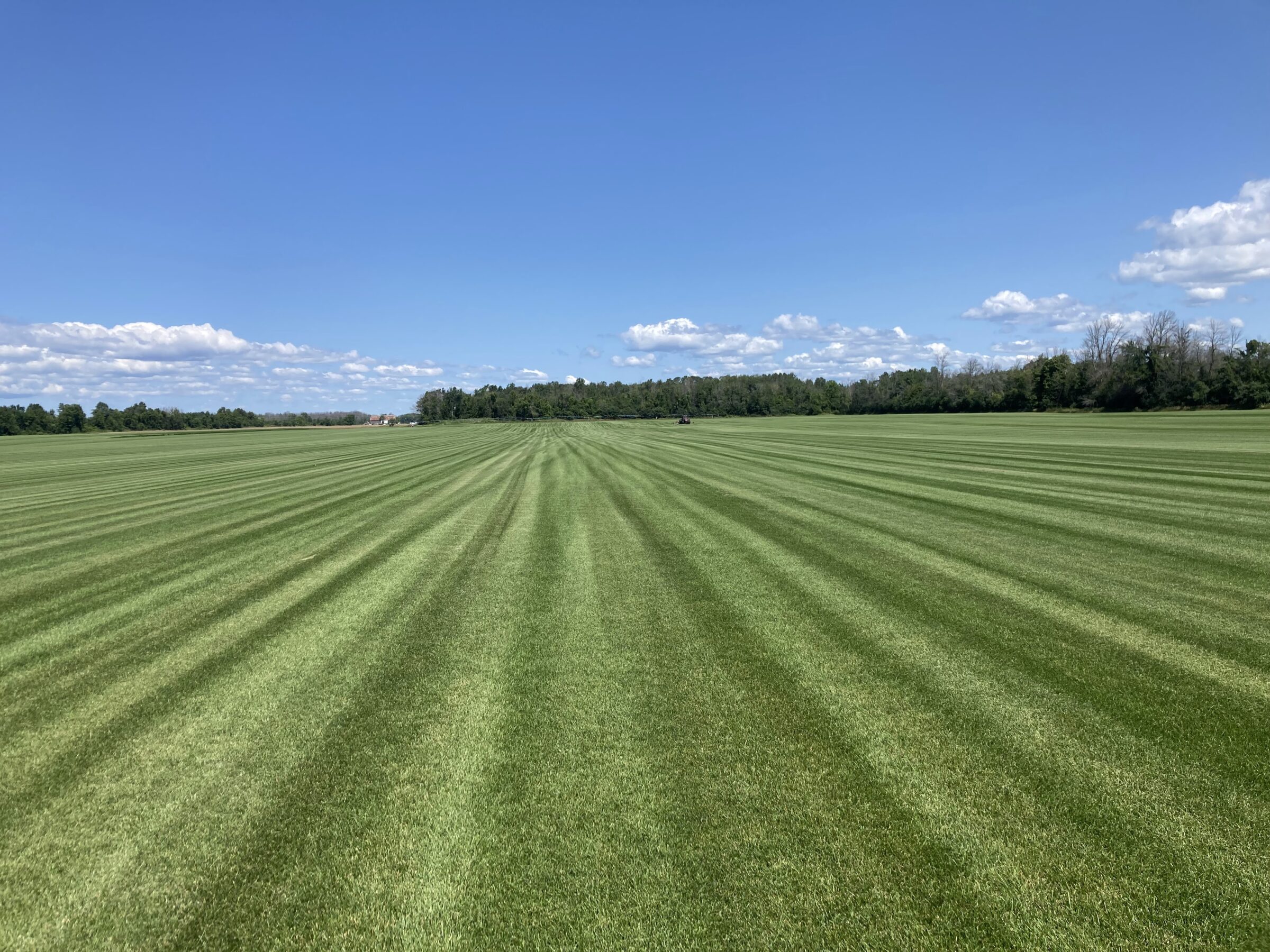 Sod field