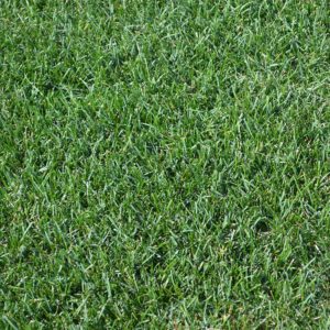 Close-up view of lush green grass, densely packed together. The image focuses solely on the grass texture with no visible landmarks or people.