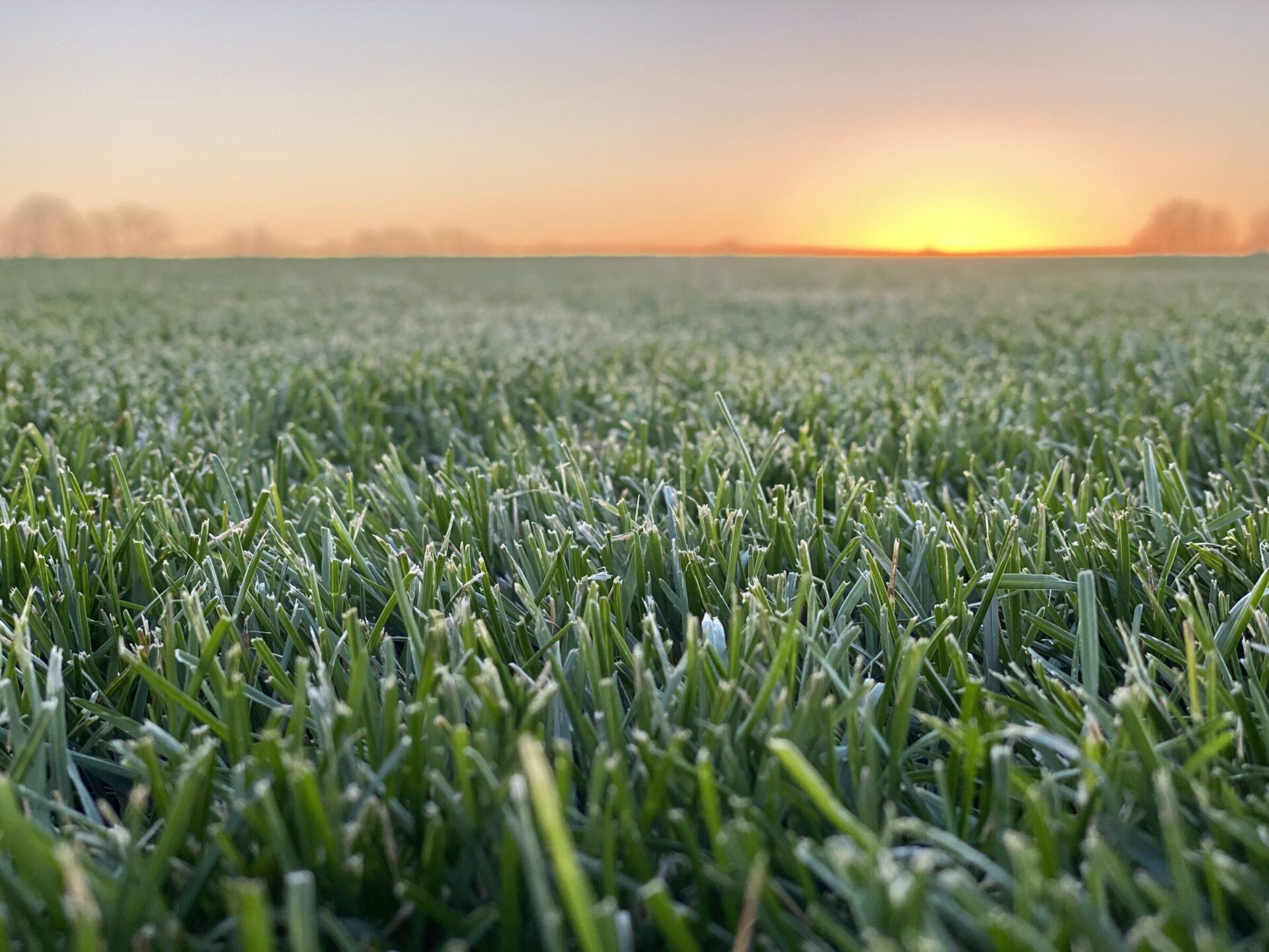 Close-up of frosty grass under a clear sky, with a glowing sunrise on the horizon, creating a serene and peaceful atmosphere.