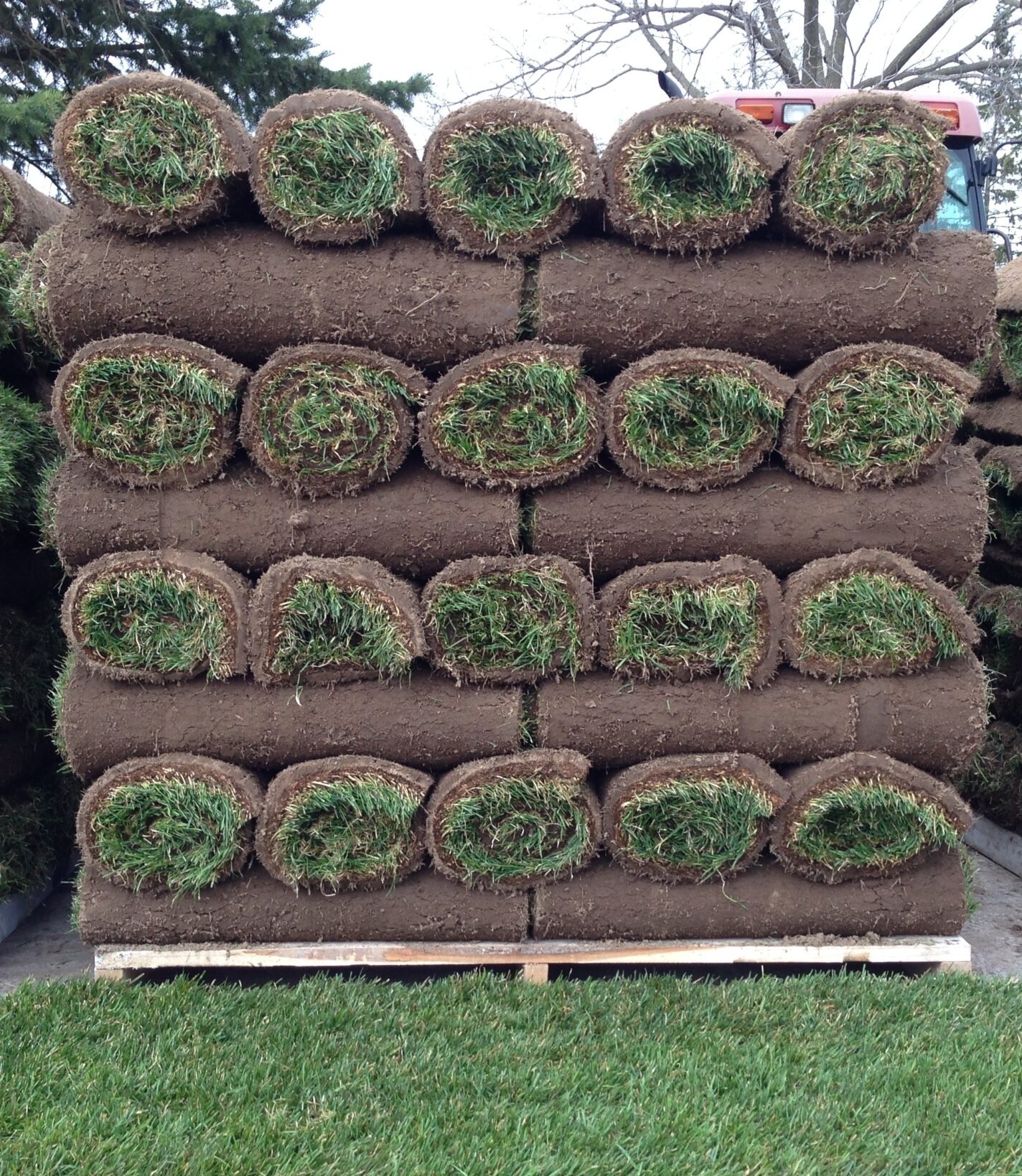 Rolls of sod stacked neatly on a wooden pallet, with a grassy lawn in the foreground and trees in the background.