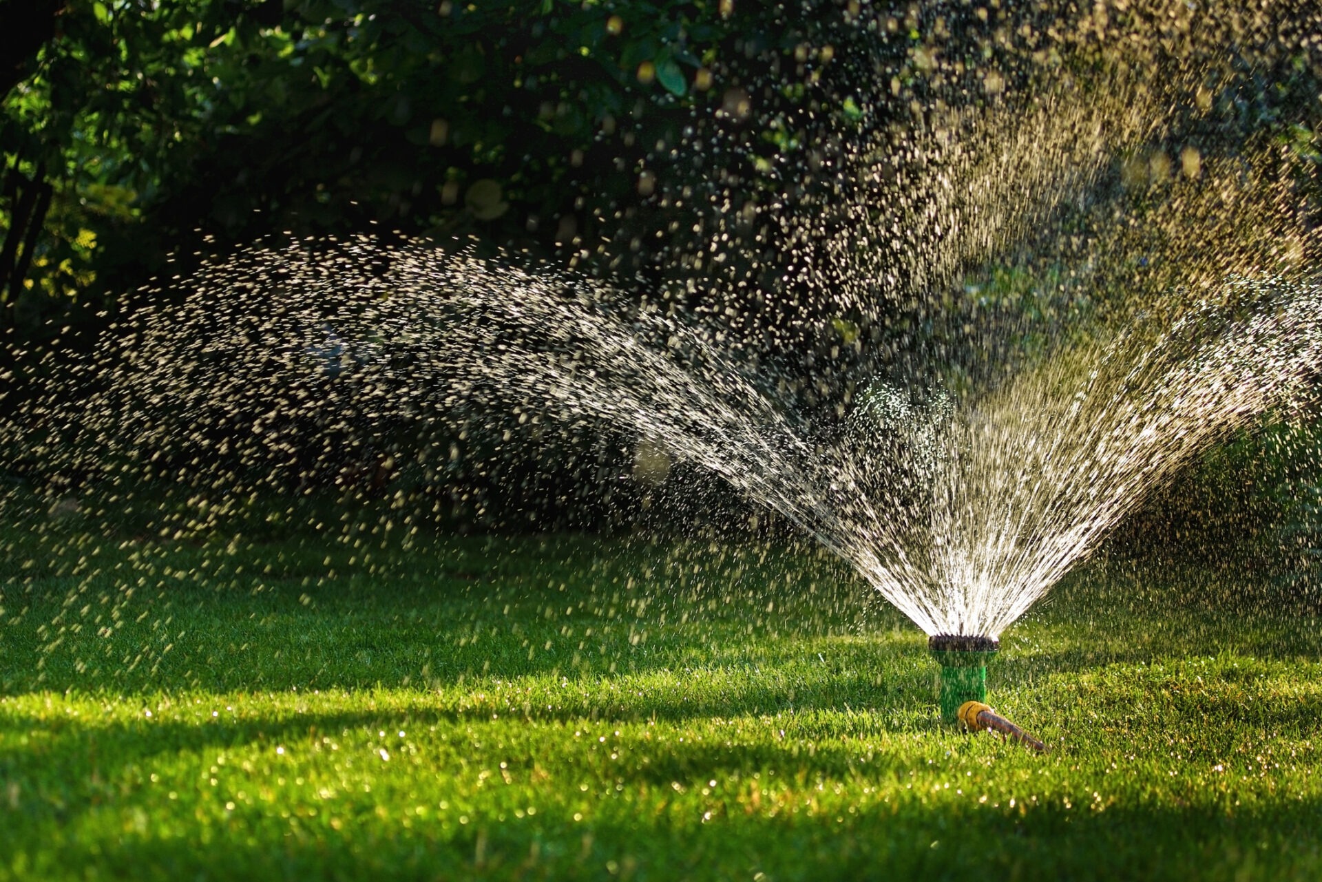 A sprinkler watering a lush green lawn in a garden setting, with sunlight creating a shimmering effect on the water droplets.