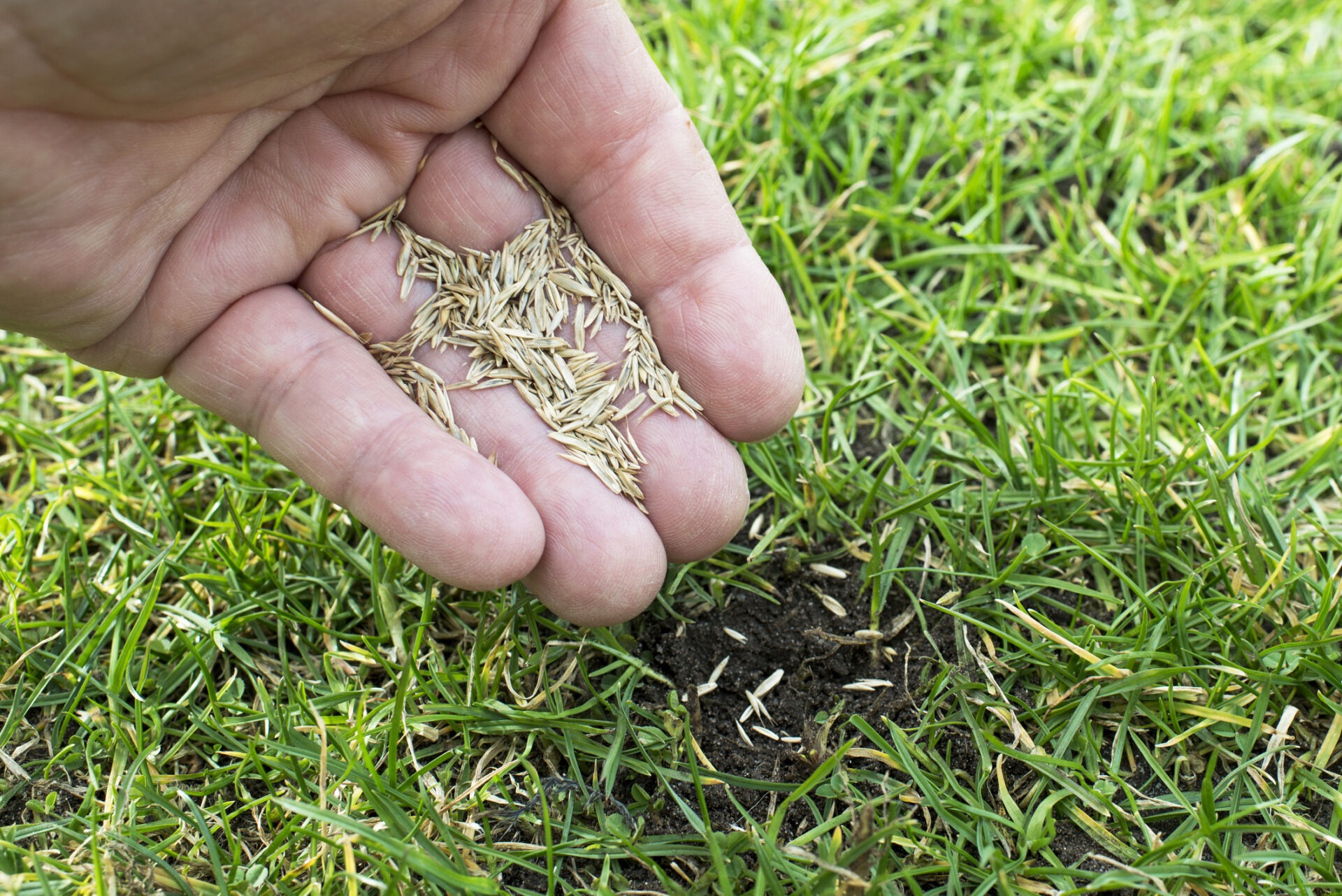 A person’s hand holding grass seeds over a patch of green grass and soil, ready for planting.