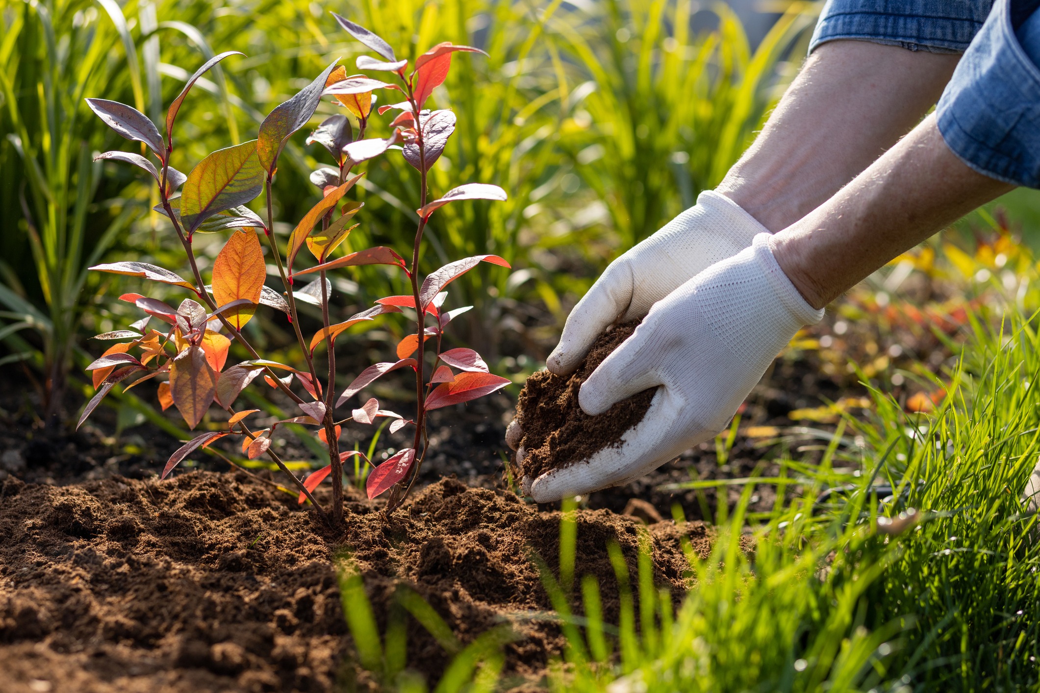A gardener trying to deal with sod problems through natural means.