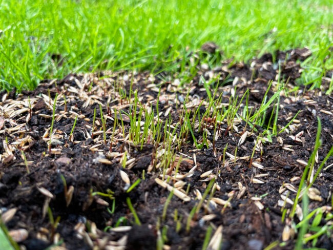 Help out new sod with overseeding in problem patches.