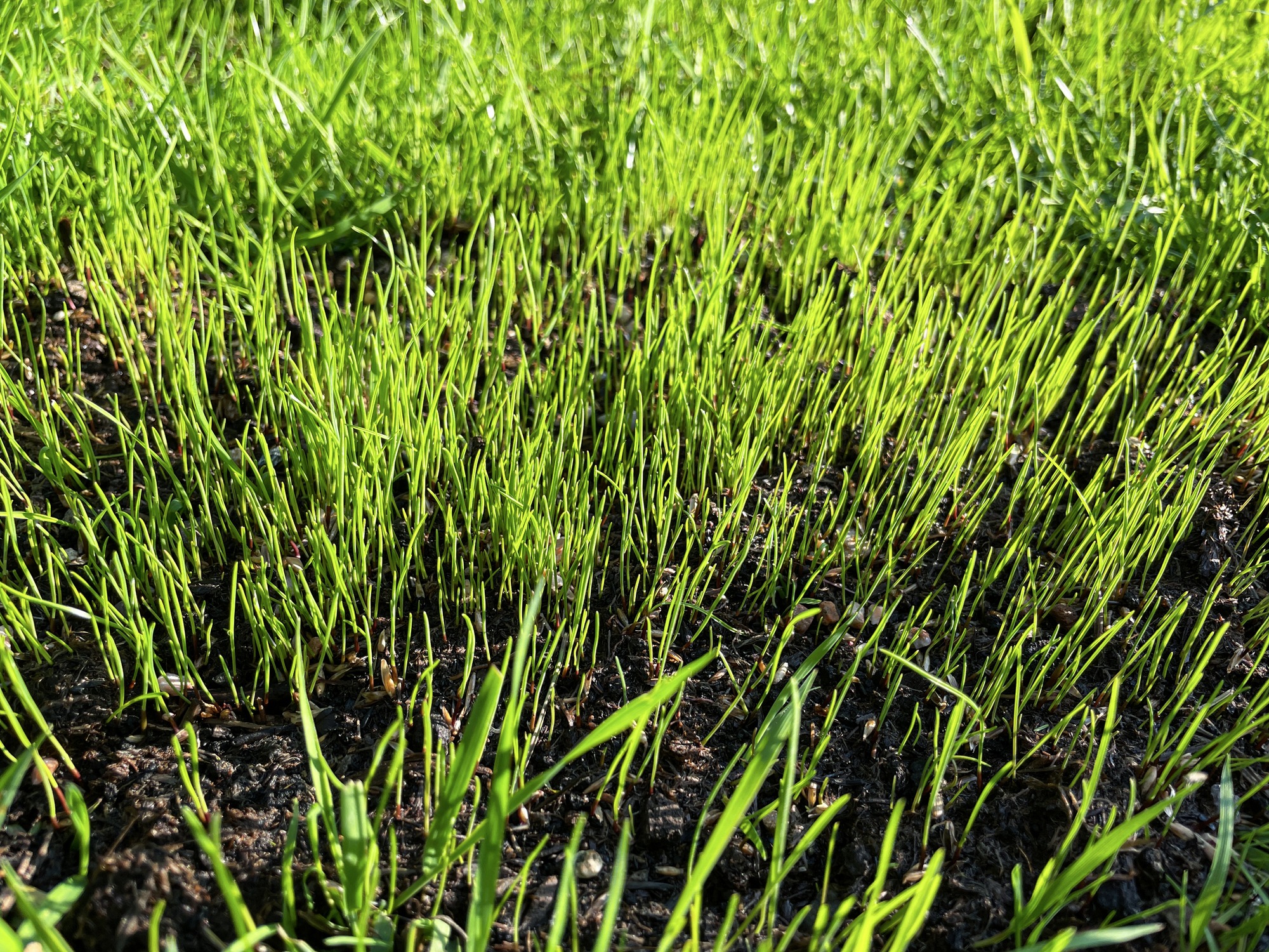 Close-up of vibrant green grass blades emerging from dark soil, basking in sunlight. A serene, natural scene showcasing new plant growth.