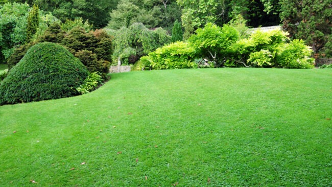 A lush green lawn.