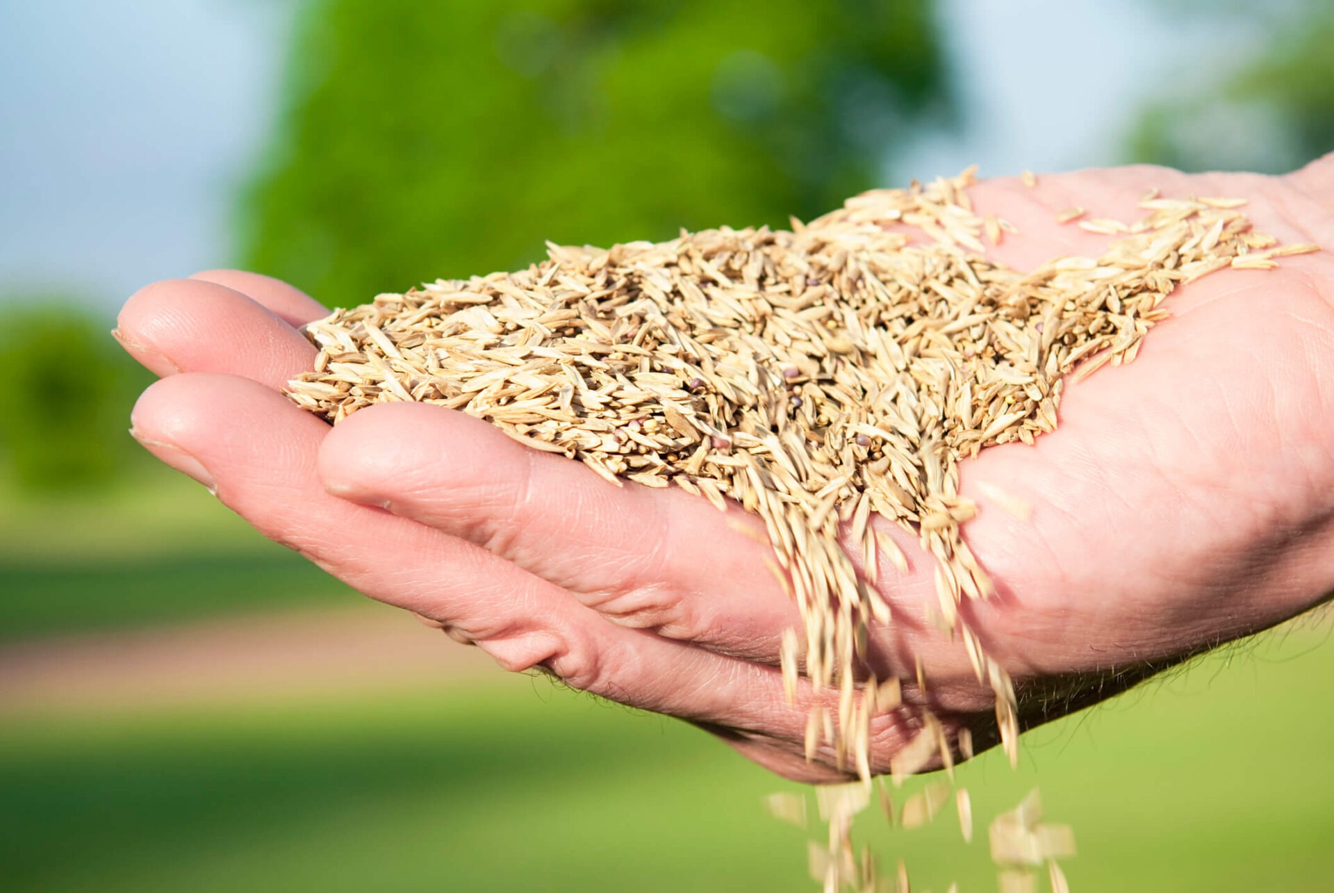 A close-up of a person’s hand holding and releasing seeds outdoors, with a blurred green background.