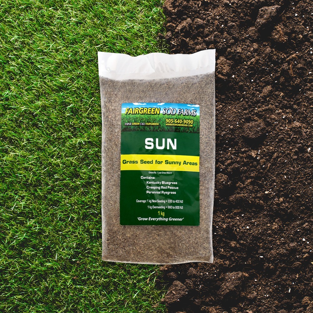 A package of grass seed from Fairgreen Sod Farms lies on green grass and soil, labeled "SUN" for sunny areas.