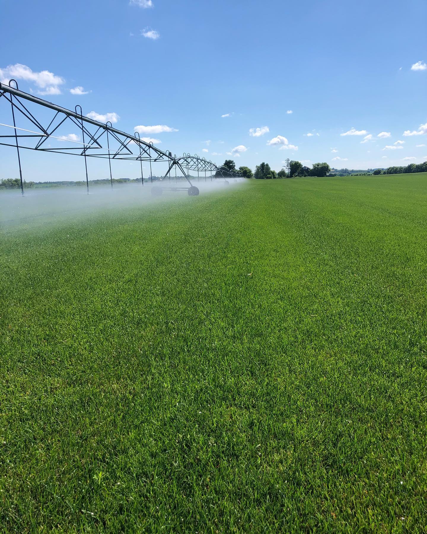 A vast, lush green field with an irrigation system spraying water under a bright blue sky with scattered clouds.