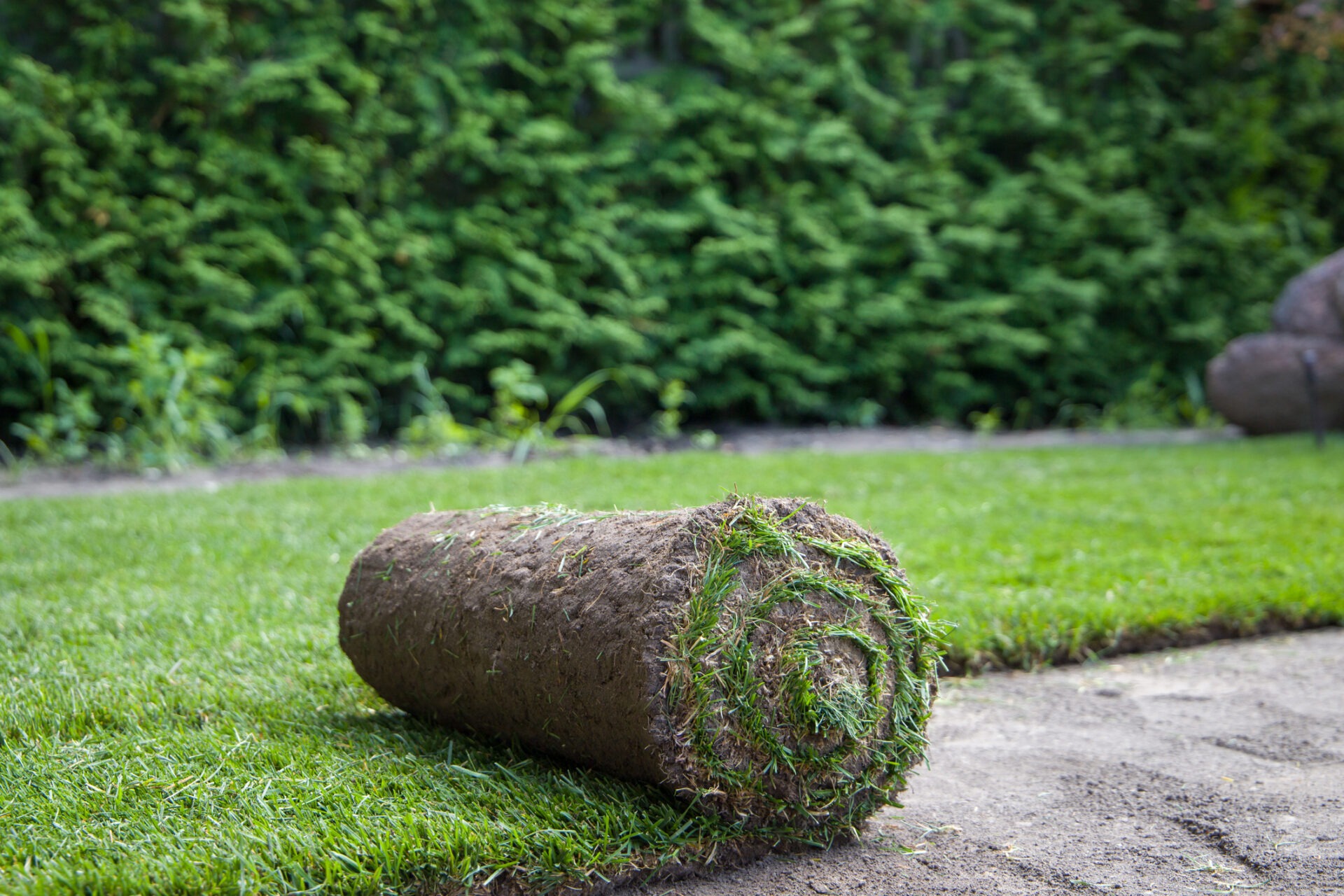 A roll of sod lies partially unrolled on dirt, surrounded by green grass and dense shrubs in a garden setting.