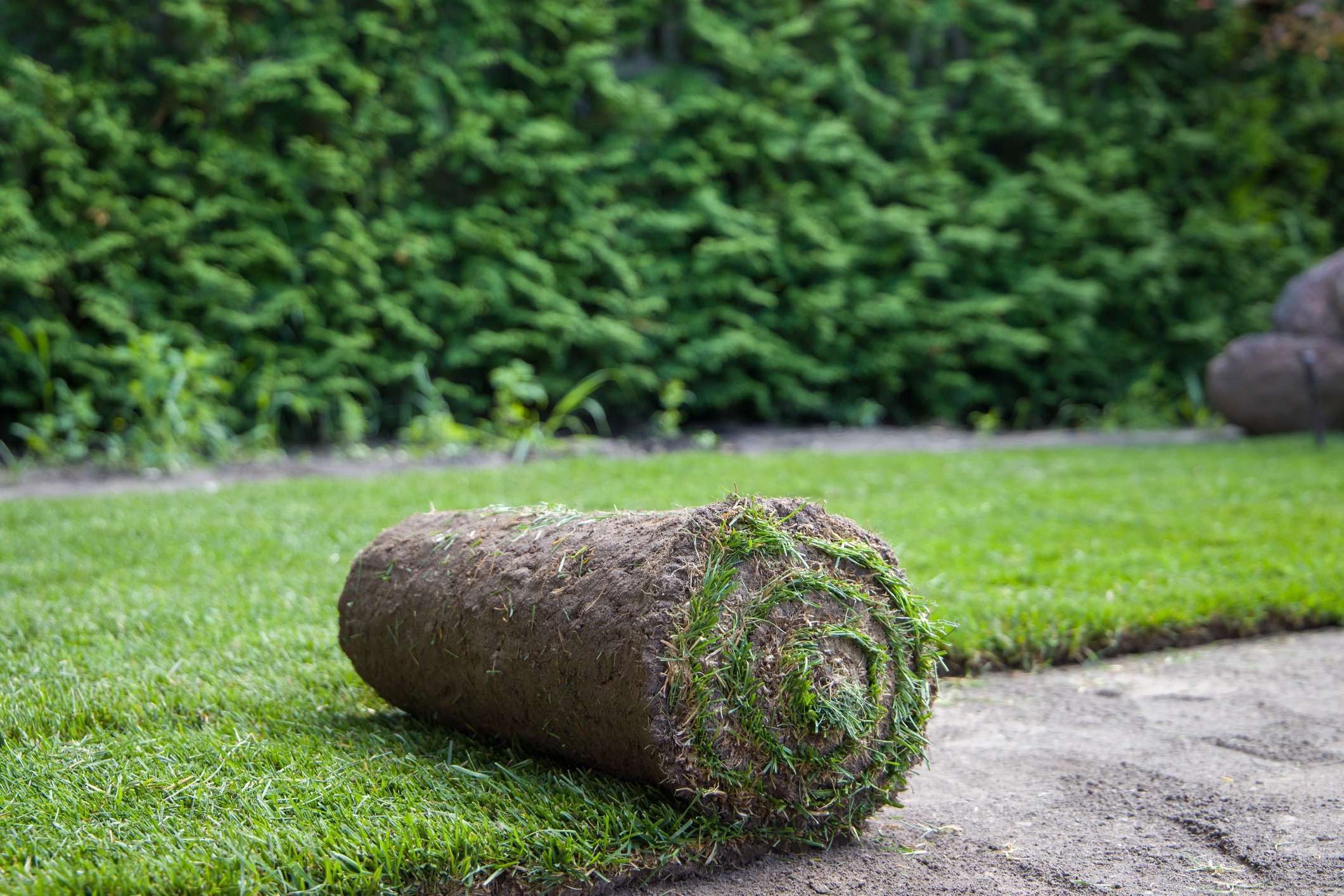 A roll of sod lies partially unrolled on dirt, surrounded by green grass and dense shrubs in a garden setting.