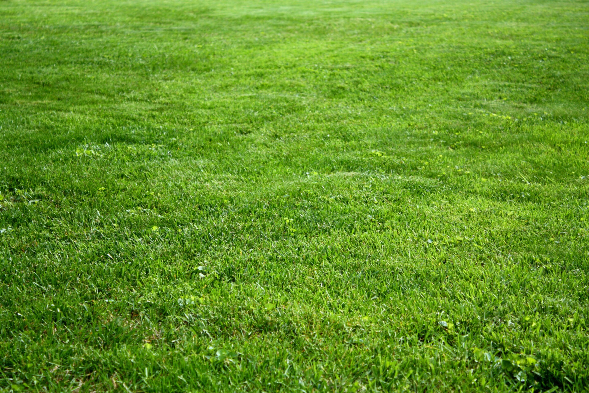 A vast expanse of lush green grass stretches out under clear skies, with no people or structures in view, creating a peaceful scene.