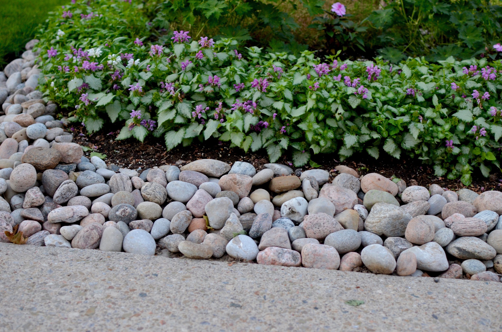 Flower bed surrounded by pebbles in summer garden