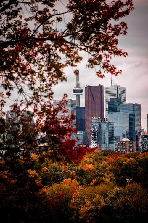Autumn foliage frames a stunning Toronto skyline view, featuring the CN Tower and modern skyscrapers under a cloudy sky. Burst of warm, vibrant colors.