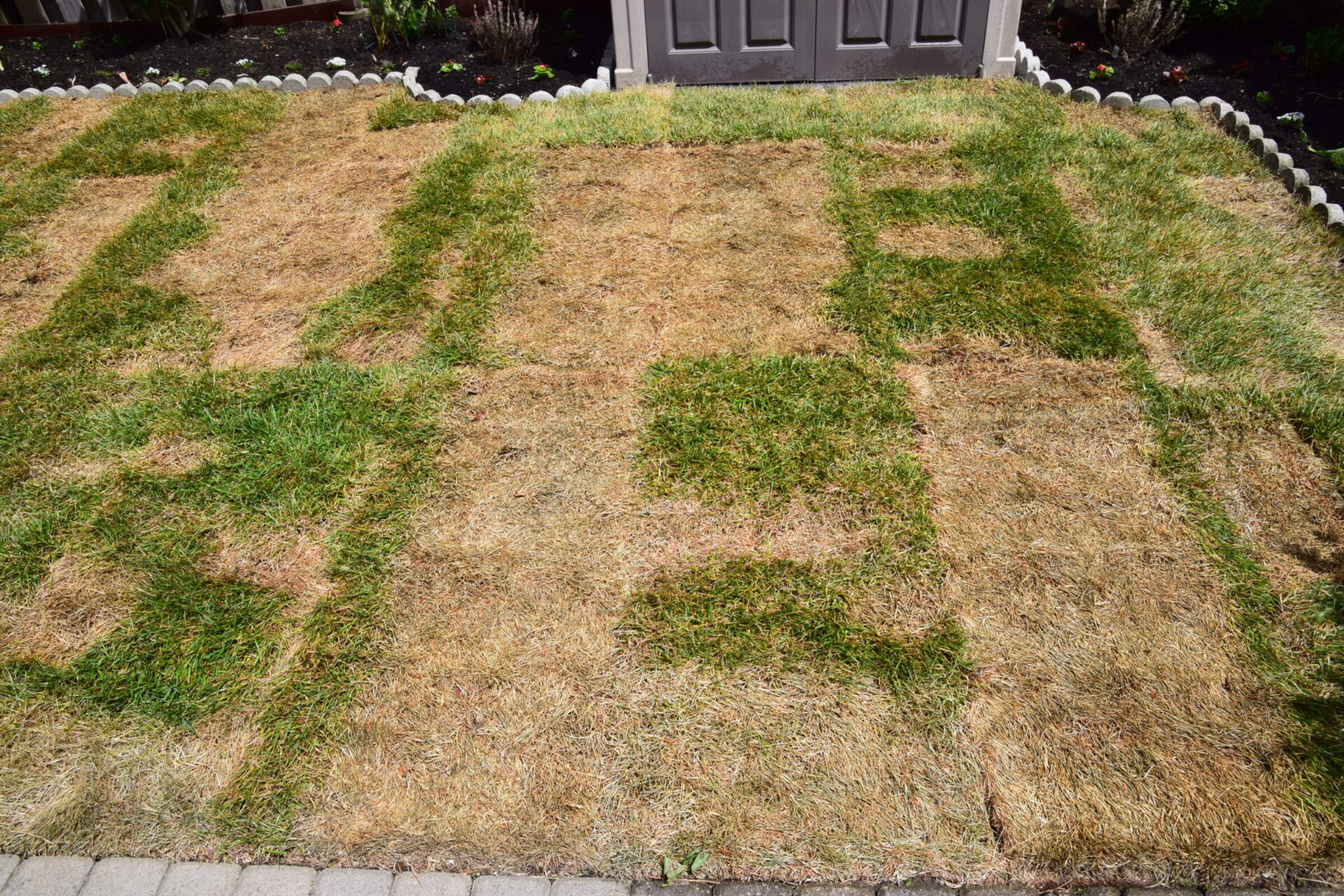 Patchy lawn displaying a mix of green and brown grass, bordered by flowerbeds and a small building with closed double-panel doors.