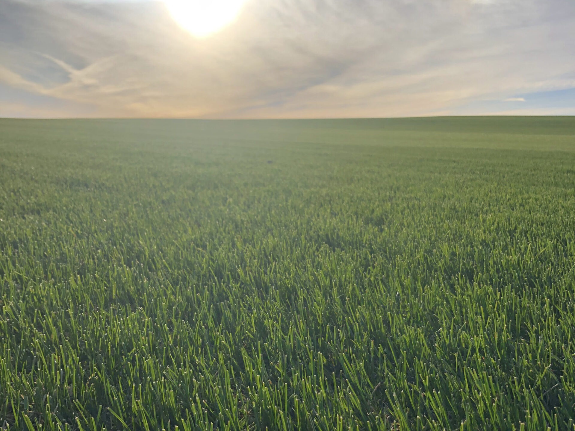 A field of healthy green grass.