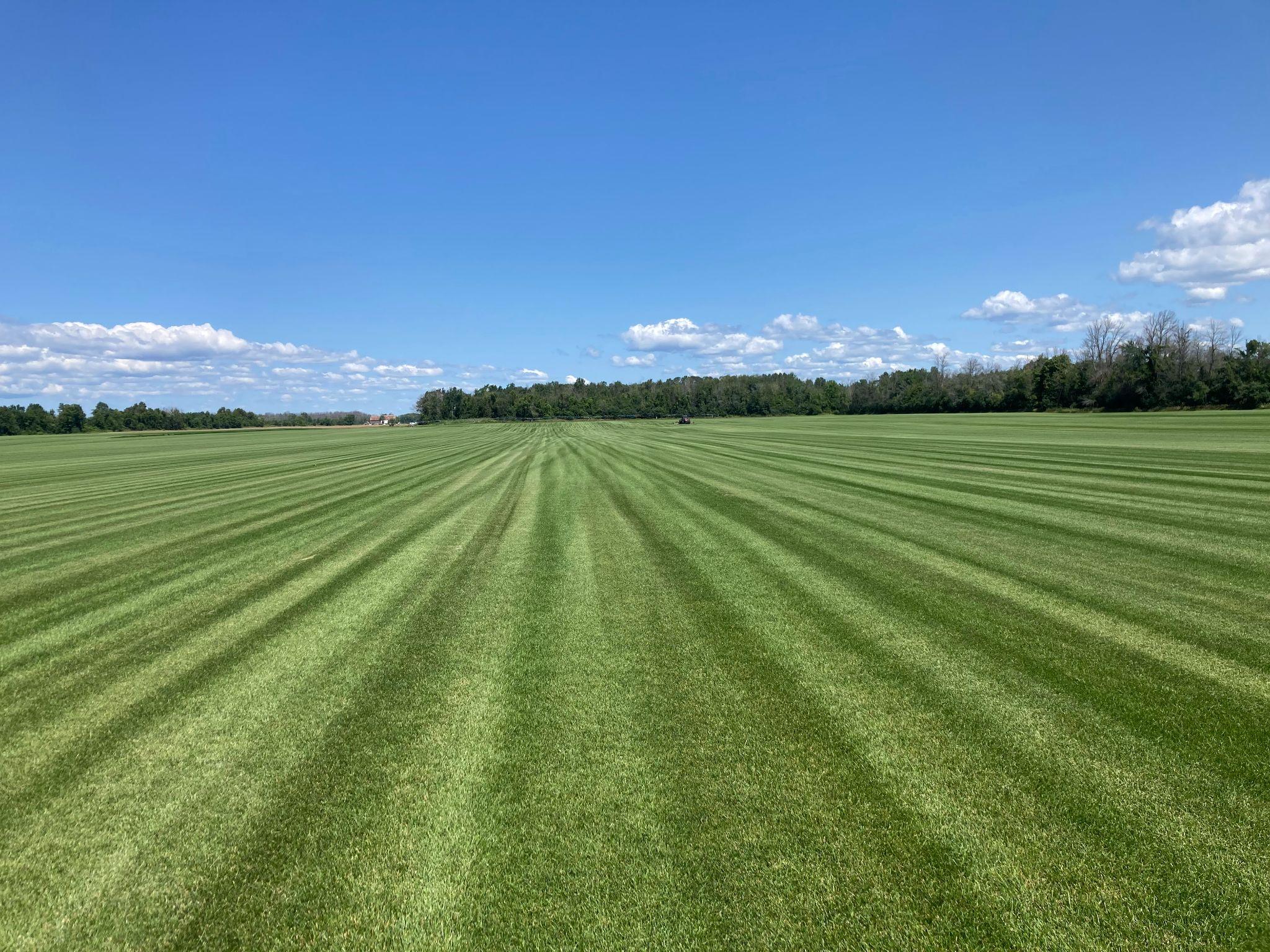 A large, evenly striped sod field under a bright blue sky with scattered clouds, bordered by a distant tree line.