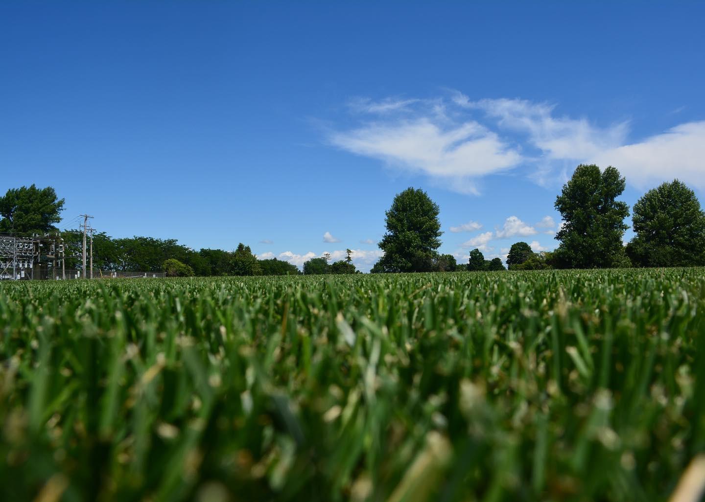 A low-angle close-up of neatly cut green sod with tall trees and a bright blue sky with wispy clouds in the background.