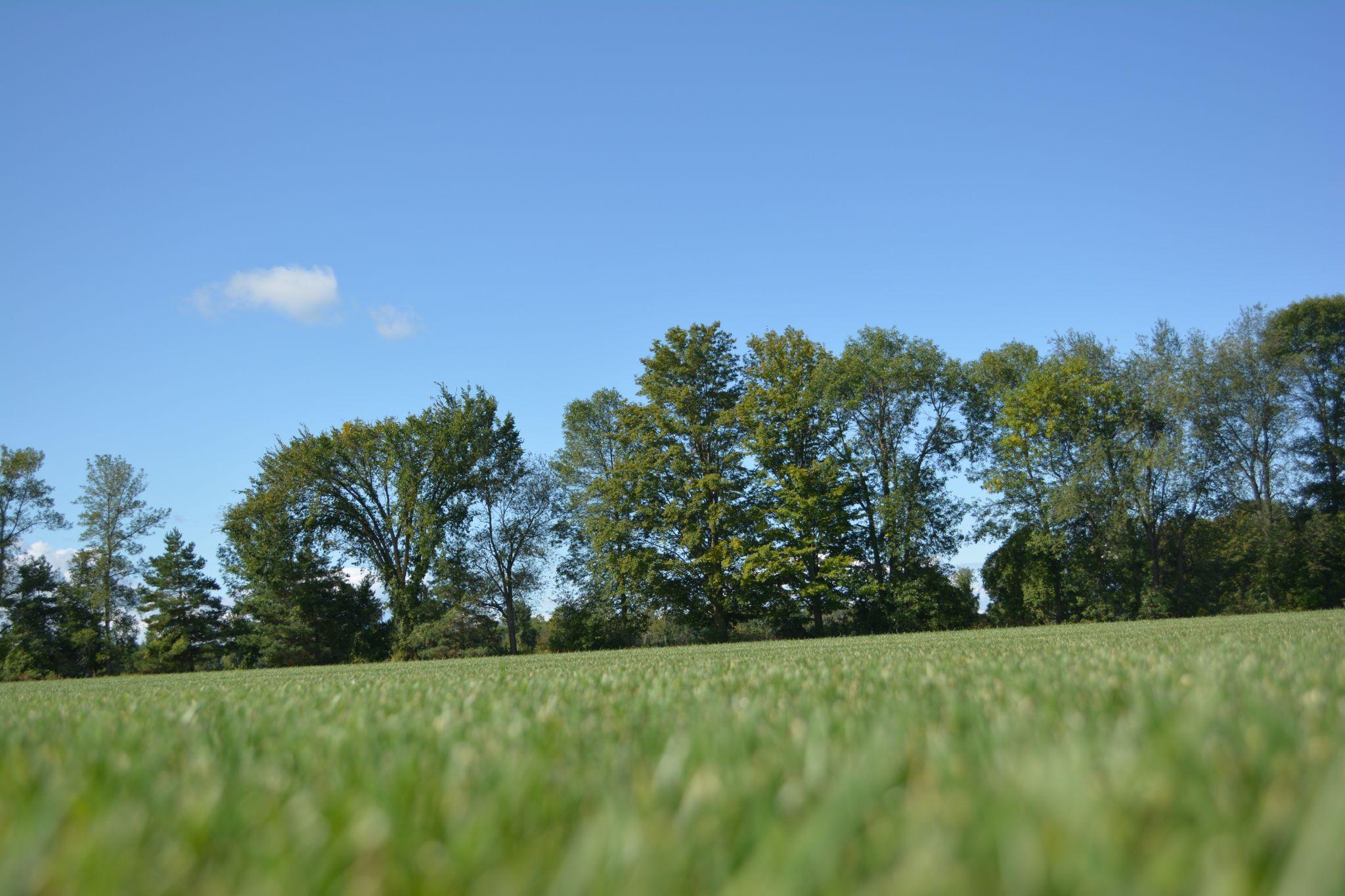 A low-angle shot of a grassy field with a row of leafy green trees in the background beneath a clear blue sky.