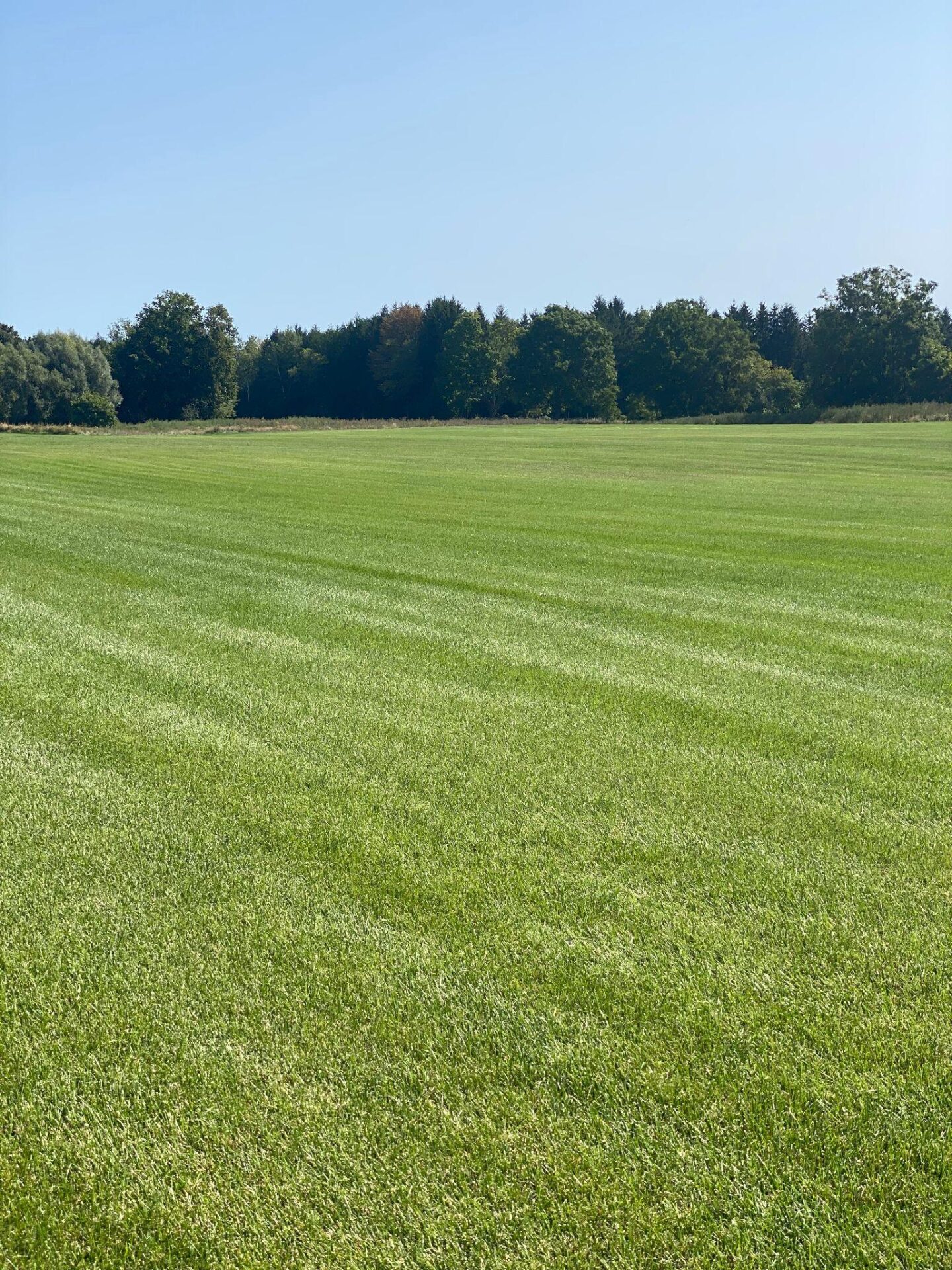 Wide field of lush sod under clear blue sky.